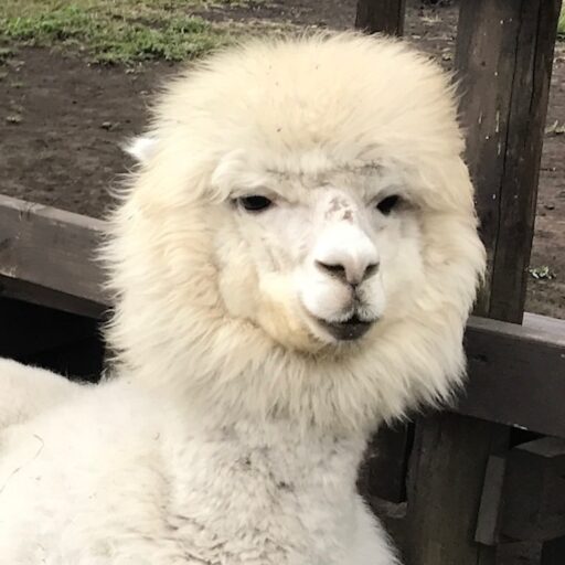 「HRP-4C未夢」がぬるぬる動く