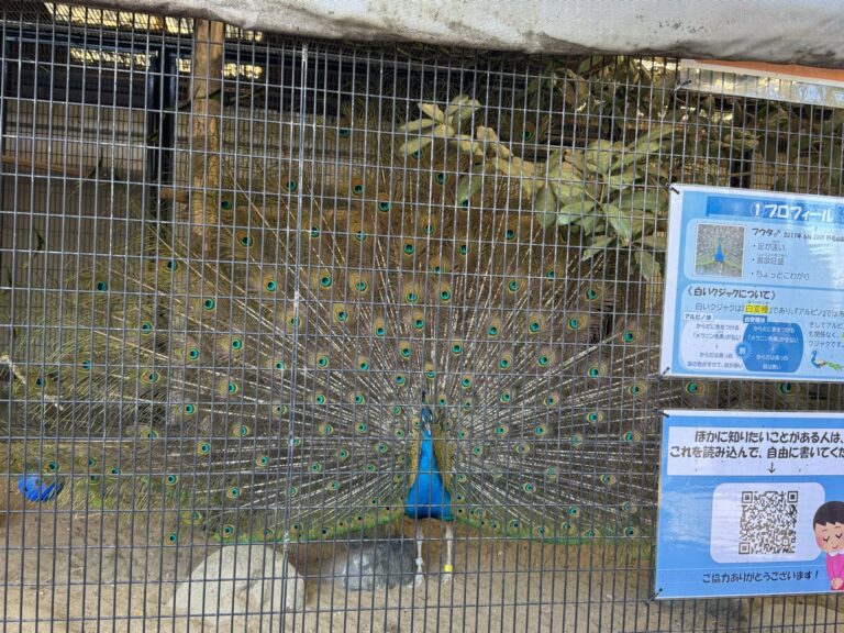 最強がなぜ最強かを証明し続ける井上尚弥選手